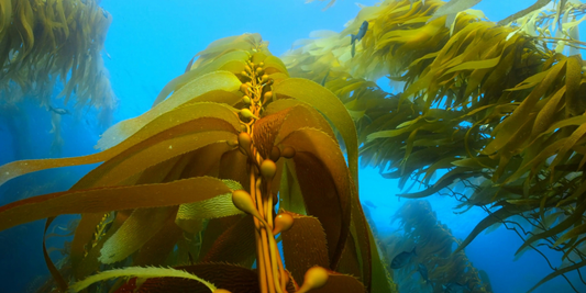 Sunlight filtering through a golden kelp forest canopy in British Columbia, representing That Green Store's ocean restoration project