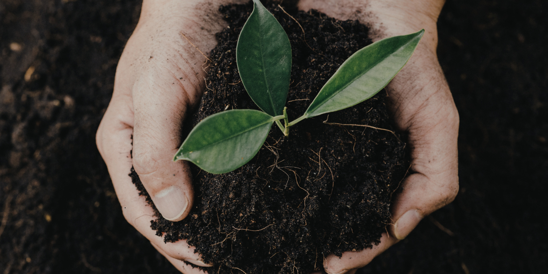 A close-up of human hands gently cradling dark, rich soil with a bright green sprout, representing the foundational rituals of That Green Store