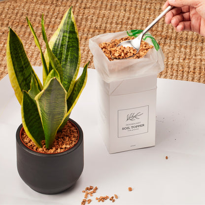 Aesthetic indoor plant styling with Generosa Soil Toppers - Eco-friendly and non-toxic decorative stones for plant parents