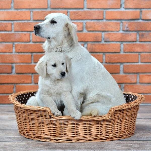 Esmira Natural Wicker Dog Bed With Polka Dot Cushion, 65x43 cm