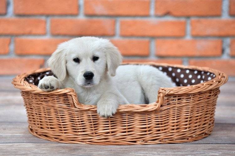 Natural Wicker Dog Bed Poppy With Cushion, 75x57 cm