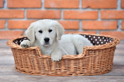 Esmira Natural Wicker Dog Bed With Polka Dot Cushion, 65x43 cm