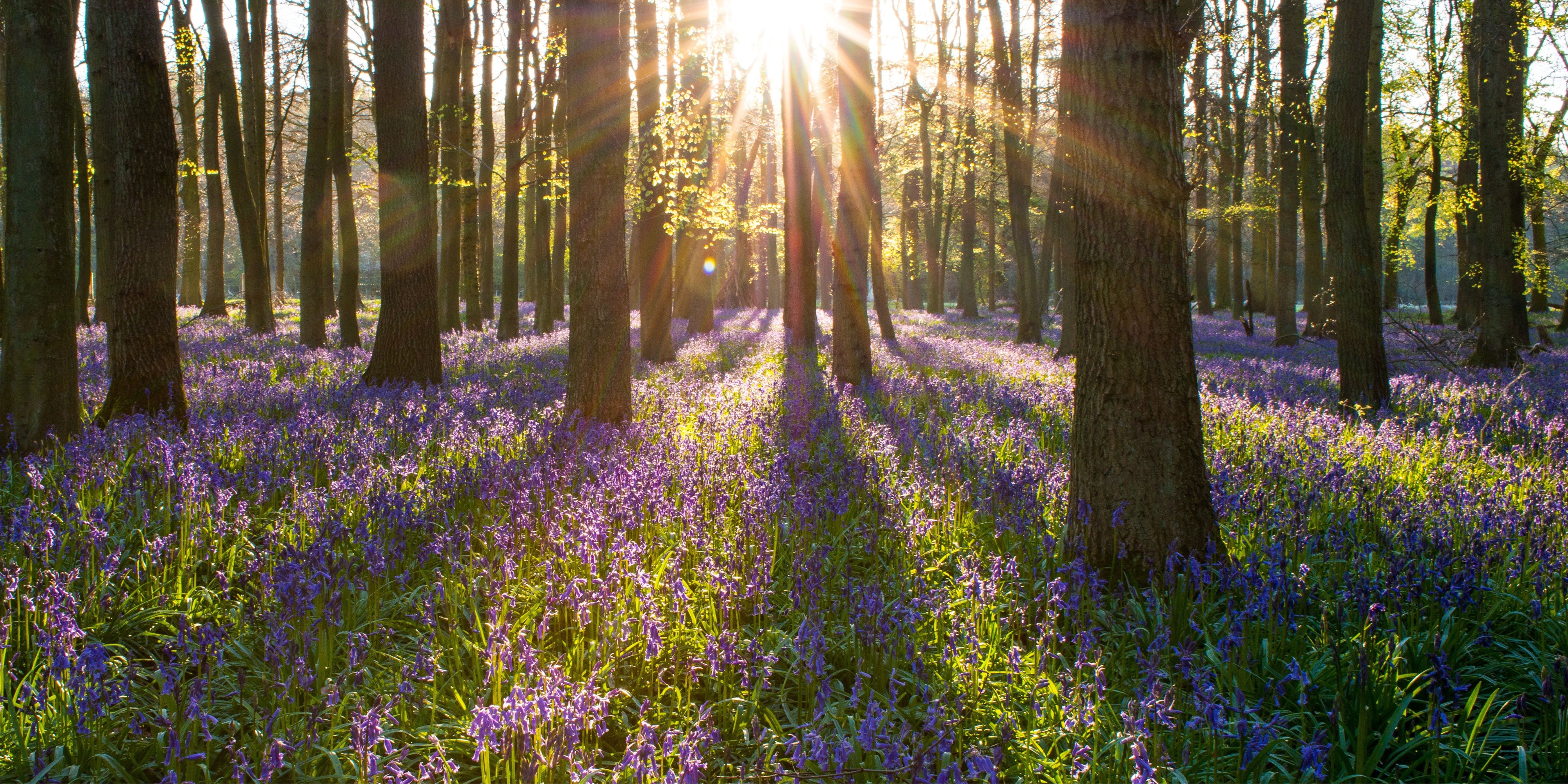 Sunlight filtering through a spring forest of bluebells. That Green Store offers sustainable, vegan products for everyday living and carbon-neutral shipping.